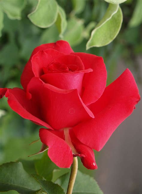 rosas rojas-4